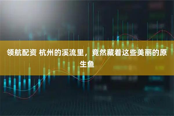 领航配资 杭州的溪流里，竟然藏着这些美丽的原生鱼