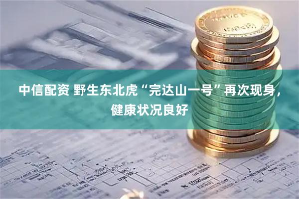 中信配资 野生东北虎“完达山一号”再次现身，健康状况良好