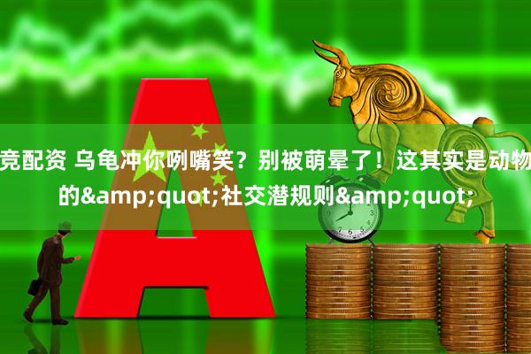 尚竞配资 乌龟冲你咧嘴笑？别被萌晕了！这其实是动物界的"社交潜规则"
